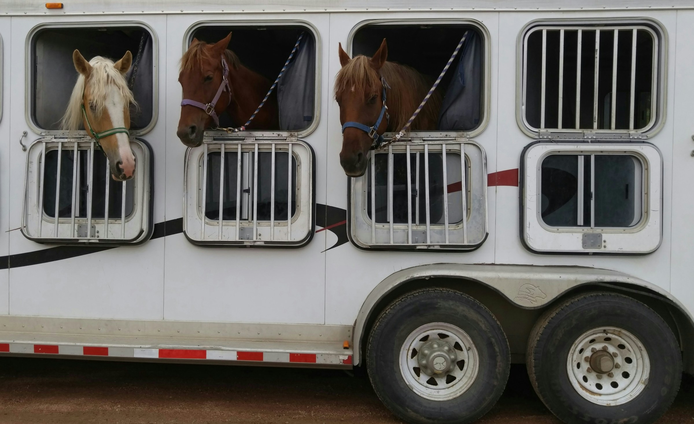 La solution pour transporter vos chevaux vous attend sur carrosserie-ameline.com.